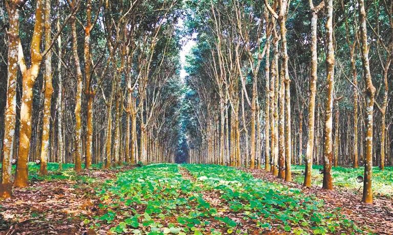 展产业调研】林下生金不朽情缘【高质量发(图2) 展产业调研】林下生金不朽情缘【高质量发(图2)